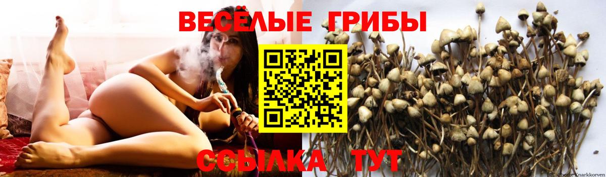 Псилоцибиновые грибы GOLDEN TEACHER Узловая